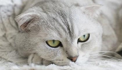 开云官方平台-广州恒大客场战胜对手，继续保持领先优势，广州恒大主场地址